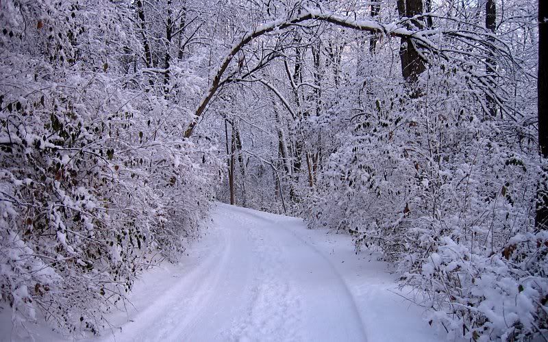 michigan winter photo: Winter trail mi37.jpg
