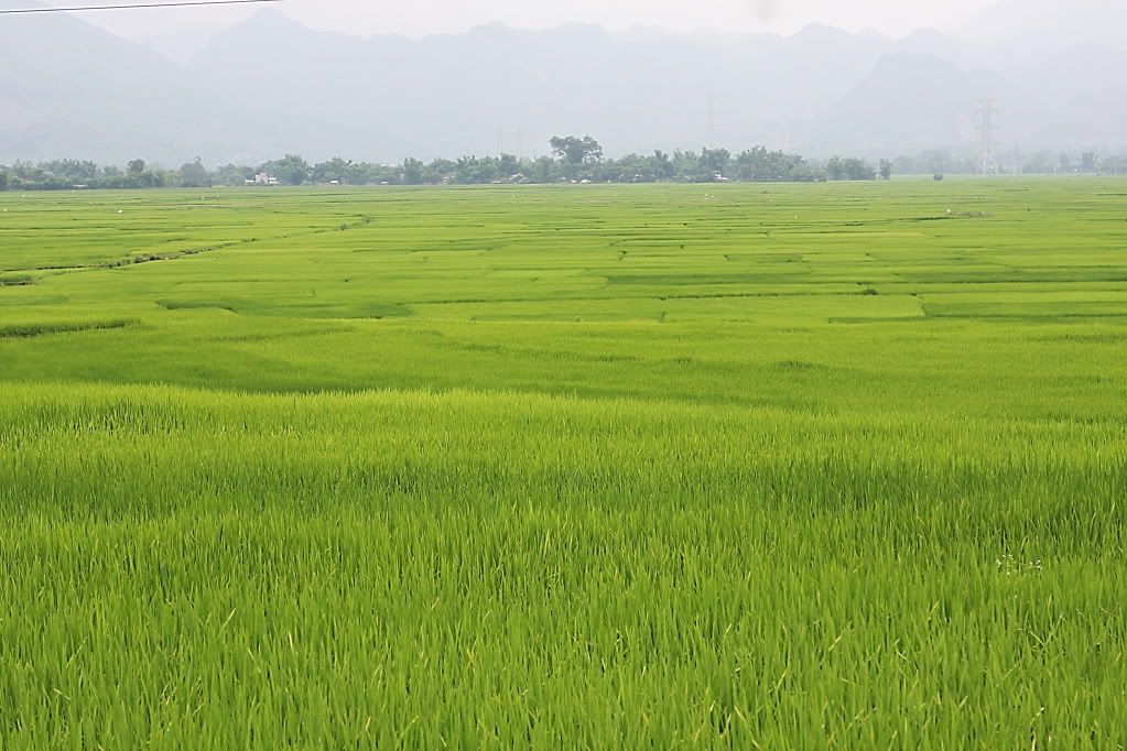 luaxanh.jpg