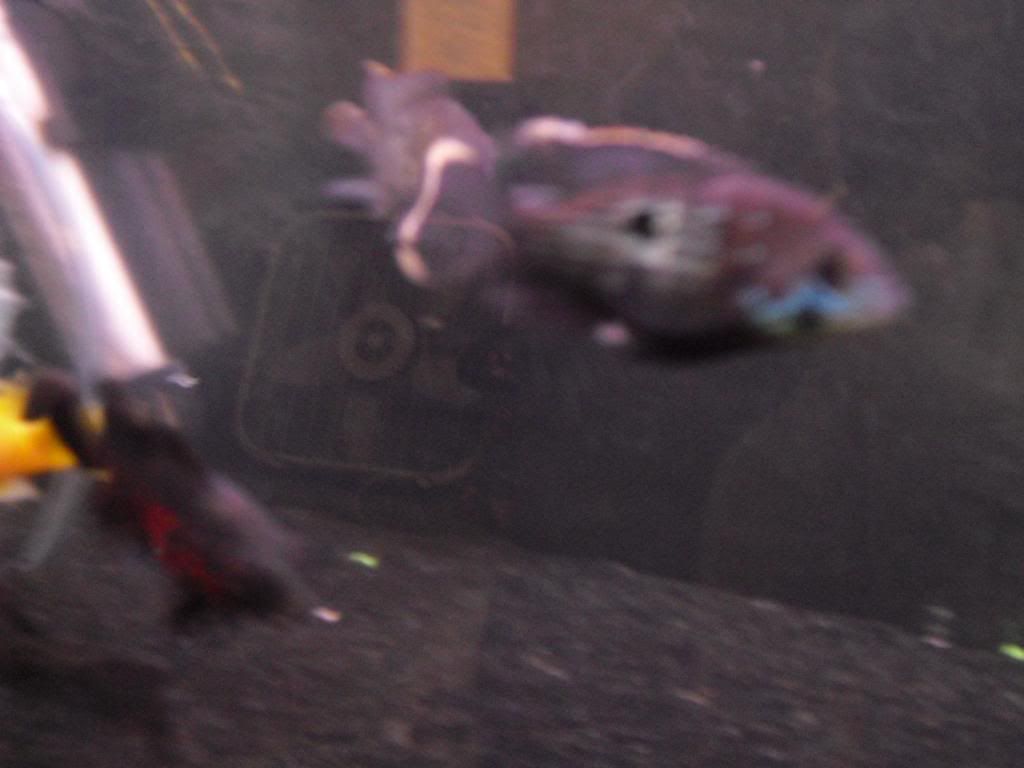 Jack dempsey laying eggs? Cichlid Fish Forum