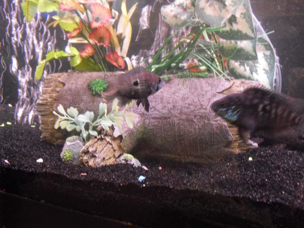 Jack dempsey laying eggs? Cichlid Fish Forum