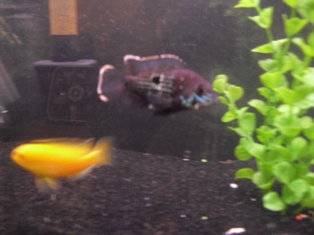 Jack dempsey laying eggs? Cichlid Fish Forum