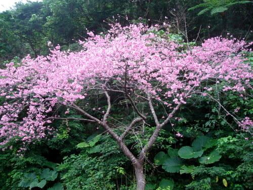 cherry blossom tattoos discovery