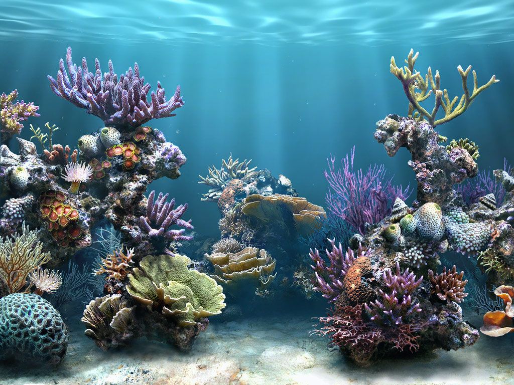 Aquarium-Wallpaper-124_zps5ab2f479.jpg