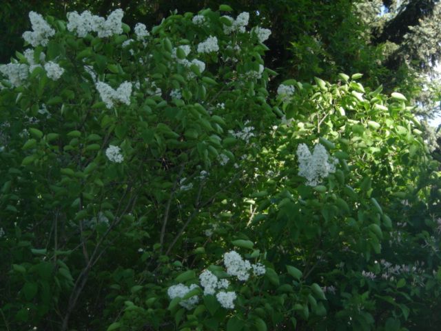 White lilac vulgaris June 2013 photo Irises2012June1-2nd015-1_zpsa5cc0a96.jpg