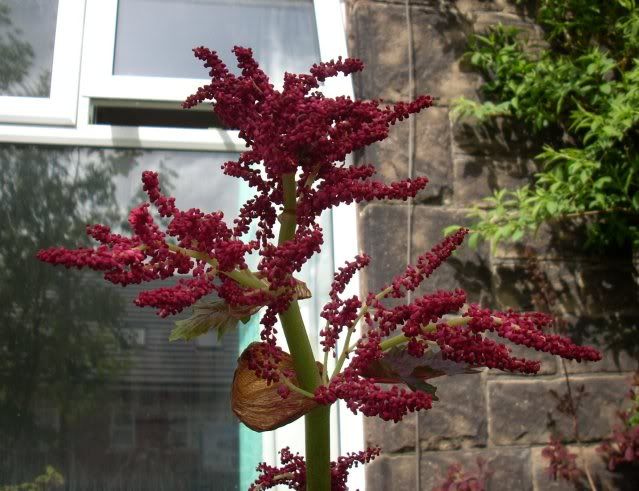 DSCN0015-1.jpg