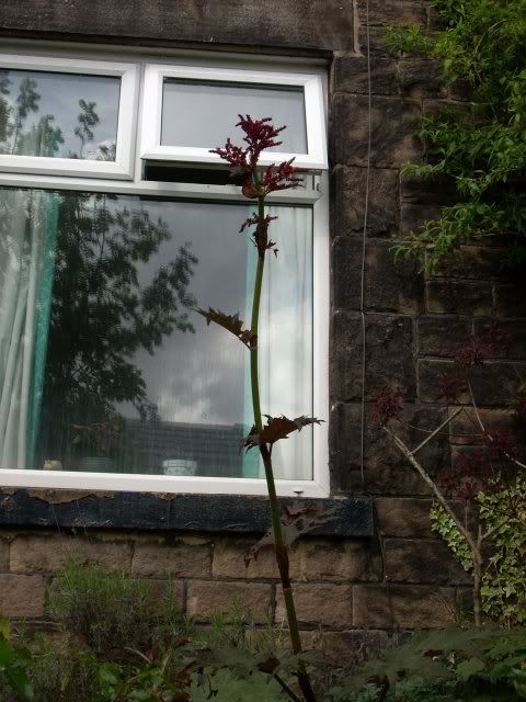 DSCN0023-1.jpg