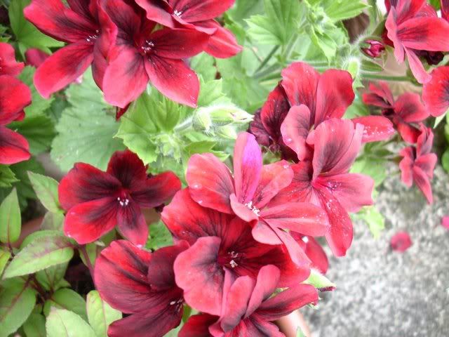 geranium.jpg
