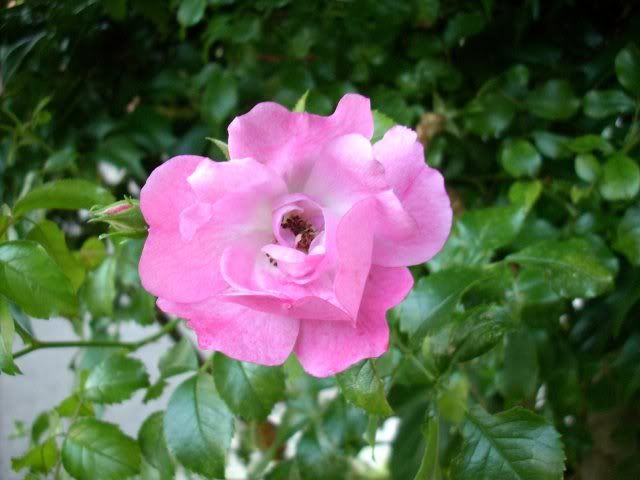 rose.jpg