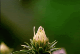 flowererups.gif FLOWERS image by Ran87dle