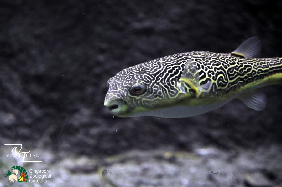 freshwater puffer fish. Puffer Fish (Tetraodon Mbu)