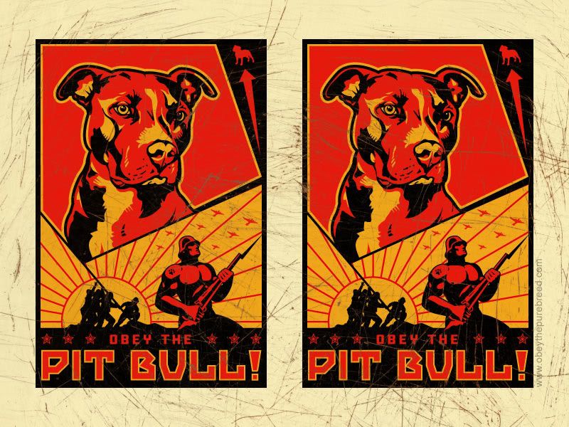 pitbull wallpaper. LOOKS LIKE BELLA Wallpaper