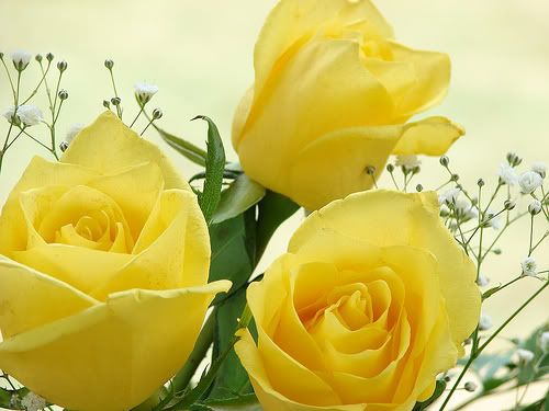 yellow roses photo: Yellow Roses YellowRoses.jpg