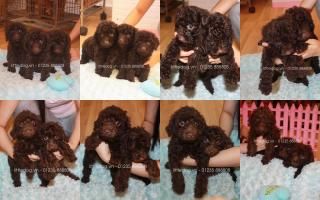 HCM - Toy Poodle, Phốc sóc giá rẻ - Little Dog Pet Shop