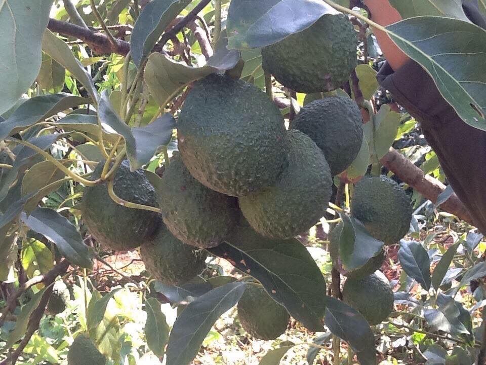 Cây bơ giống hass, booth 7 - 1