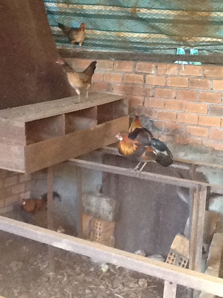 Bán gà rừng, cú mèo