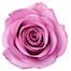 purple_rose.jpg purple rose image by wader45