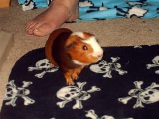 IMAG0072.jpg